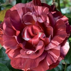 Роза флорибунда Брауни полосатый коричневато-красный 2л bn